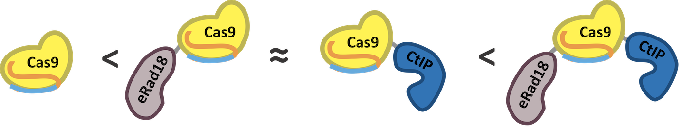 Congrats to Ryan and co. for “Cas9 fusions for precision in vivo editing” out on the bioRxiv!