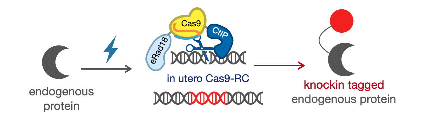 Cas9-RC on the cover of The CRISPR Journal!